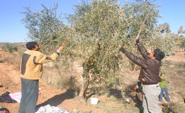 Zeytin ağacı hastalıkları